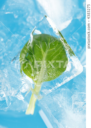 ice and leaf 4383275