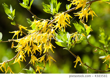 Yellow Spring Flowers - Forsythia 4383581