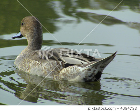 小長鴨 4384758