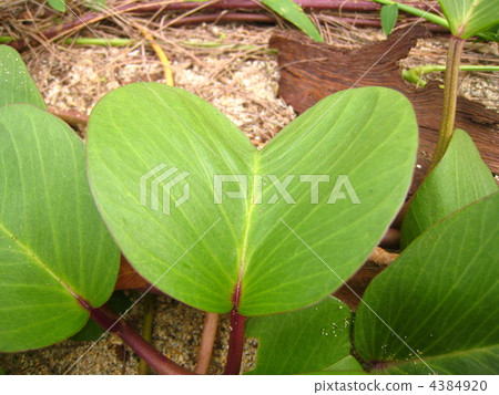 Gumba Hirugao Gumba Hirugao 4384920