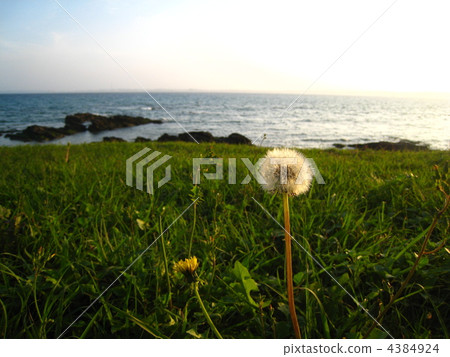 蒲公英的絨毛 4384924
