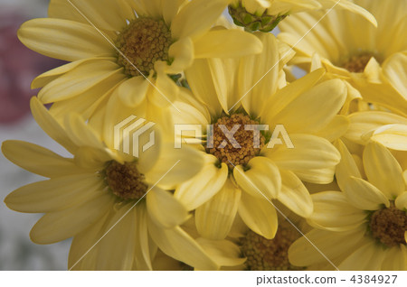 Yellow chrysanthemum 4384927