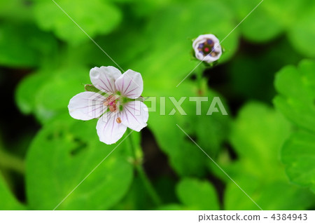 Geranium thunbergii Geranium thunbergii 4384943