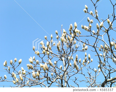Buds of Haku Mokuren just before flowering Buds of Haku Mokuren just before flowering 4385337
