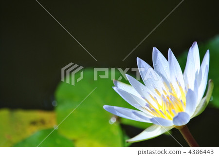 Tropical water lily of flower park 4386443