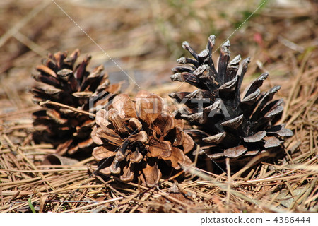 Pine cone pine cones 4386444