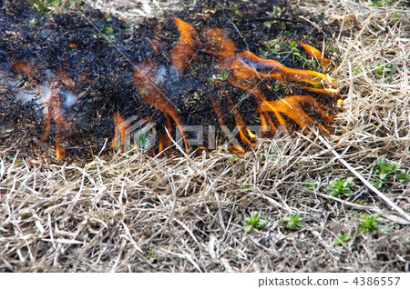 Flame of burning fire of grassy grass 4386557