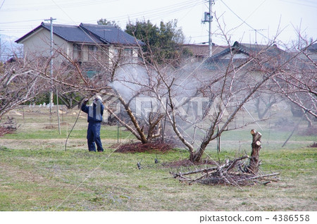 Decontamination of peach bowl Secure safety of decontamination food of peach tree Decontamination of peach bowl Secure safety of decontamination food of peach tree 4386558