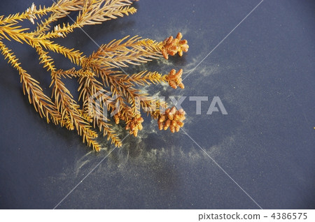 Cedar leaves and pollen scattering cedar pollen Cedar pollen 4386575