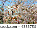 Cherry Blossoms	 4386758