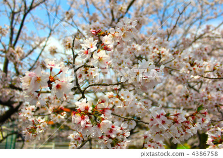 Cherry Blossoms Cherry Blossoms 4386758