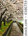 Cherry Blossoms	 4386759