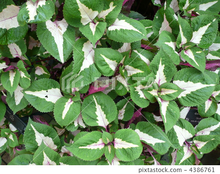 Coleus Coleus 4386761