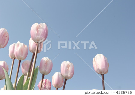 開花在天空的鬱金香 4386786