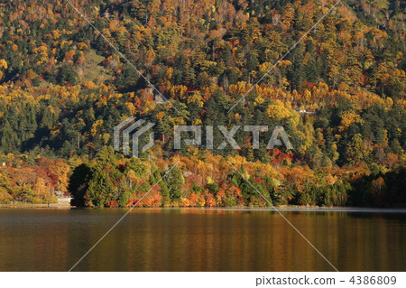 日光的秋葉 4386809