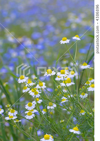 camomile, chamomile, chamomiles 4386896