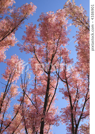 white cedar, red toon, australia chan chin 4386901