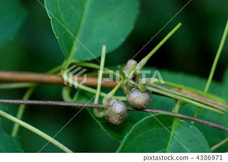 Yamano no Momoko 4386971