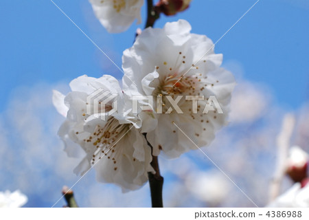 Theory of flower arrangement Theory of flower arrangement 4386988