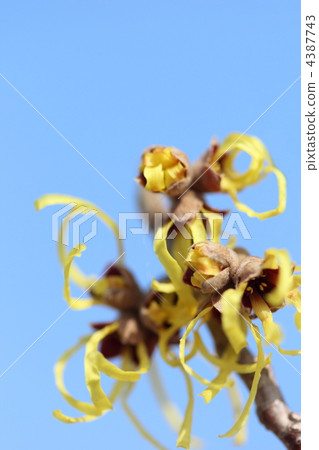 金縷梅花 4387743