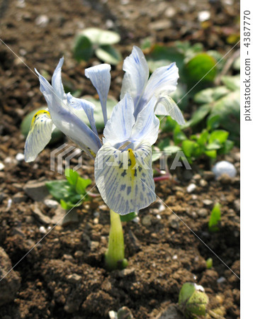 Mini Iris (Catherine Hodge Kin) Mini Iris (Catherine Hodge Kin) 4387770