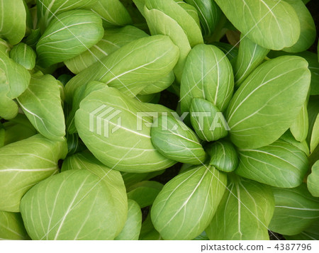 Bok-choy 4387796
