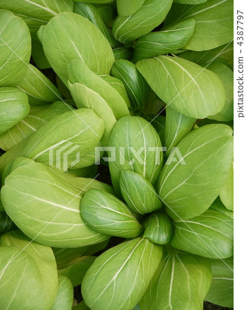 Bok-choy 4387797