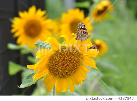 向日葵和蝴蝶 4387843