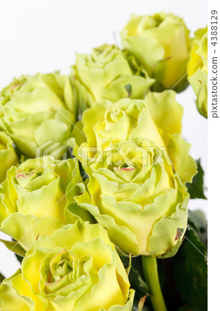 beautiful roses beautiful roses 4388129