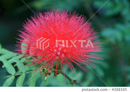 Kari Andora·Haematakekefara(紅色花) Kari Andora·Haematakekefara(紅色花) 4388385