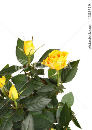 roses in a pot roses in a pot 4388719