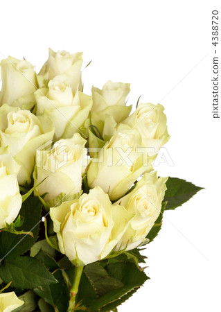 beautiful roses beautiful roses 4388720