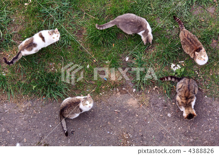 hungry cats hungry cats 4388826