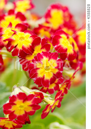 spring flowers 4388828