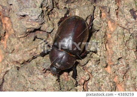 Female of beetle beetles Female of beetle beetles 4389259