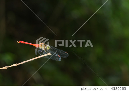 Rest of the red dragonfly 4389263