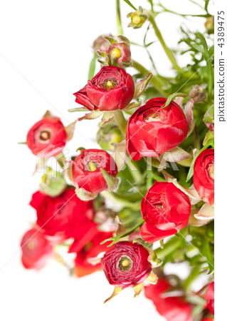 red Ranunculus red Ranunculus 4389475