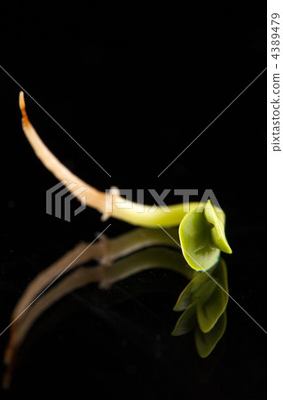 Sunflower sprout Sunflower sprout 4389479