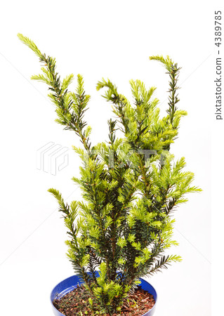 tree in the pot 4389785