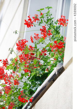 Window with flowers Window with flowers 4389892