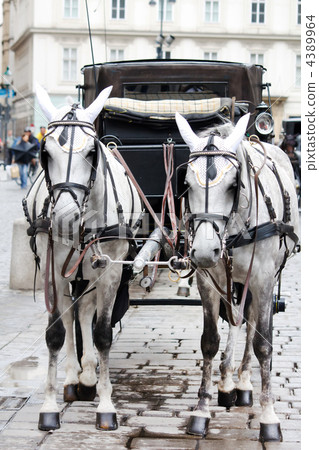 Fiaker Horses 4389964