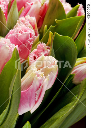 beautiful tulips beautiful tulips 4390050