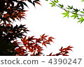 Two colors autumn leaves 4390247
