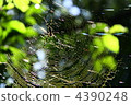 Spider web 4390248