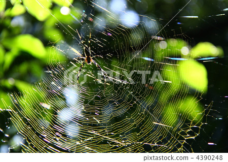 Spider web 4390248