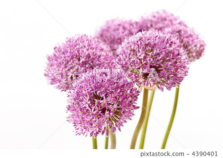 beautiful flowers 4390401