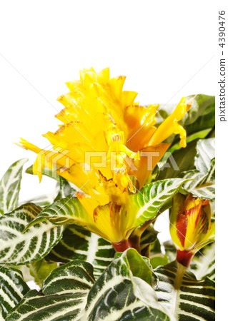 Aphelandra squarrosa Aphelandra squarrosa 4390476