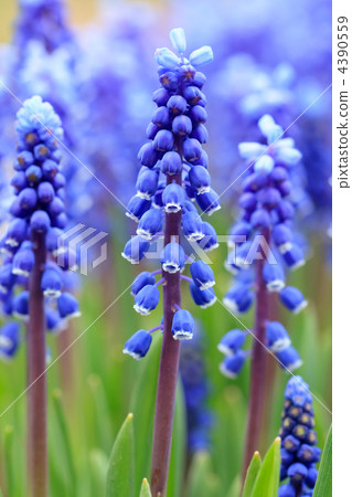 Grape hyacinth in spring 4390559