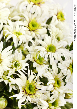 Chrysanthemum Flowers 4390696