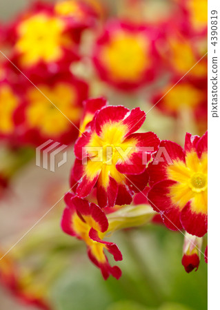 spring flowers 4390819